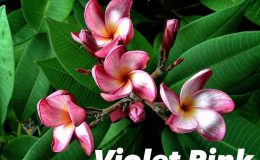 plumeria-violet-pink-18