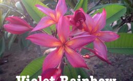 plumeria-violet-rainbow-50