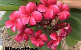 plumeria-wasettee-20