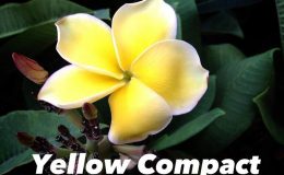 plumeria-yellow-compact-35