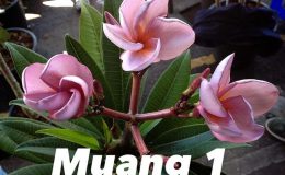 plumerria-muang1-25