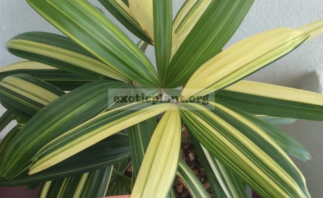 rhapis-