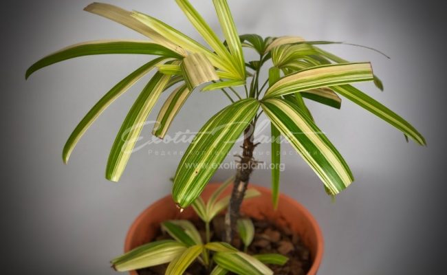 rhapis excelsa variegated