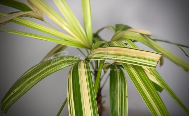 rhapis excelsa variegated