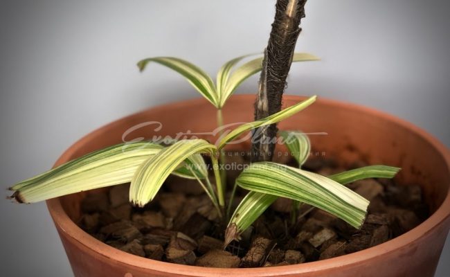 rhapis excelsa variegated