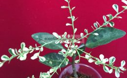 rlimeRedChampagnevariegated100-vi-1