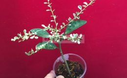 rlimeRedChampagnevariegated100-vi