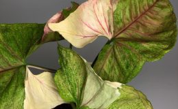 syngonium Strawberry Ice 70
