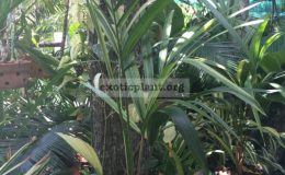 verschaffeltea-splendida-variegated-