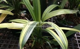 verschaffeltea-splendida-variegated-50-100-1-2