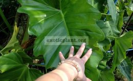 Рhilodendron-x-evansii-hybrid1-20-пример-взрослого-листа