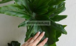 поиск-philodendron-African-Fantasy