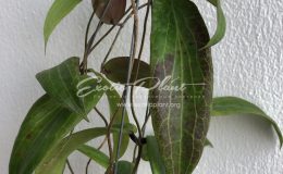 642 Hoya bordenii No.2 25