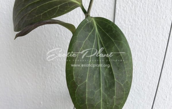 784 Hoya hellwigiana (#784) 32