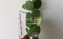 Aeschynanthus Sweet Heart 16