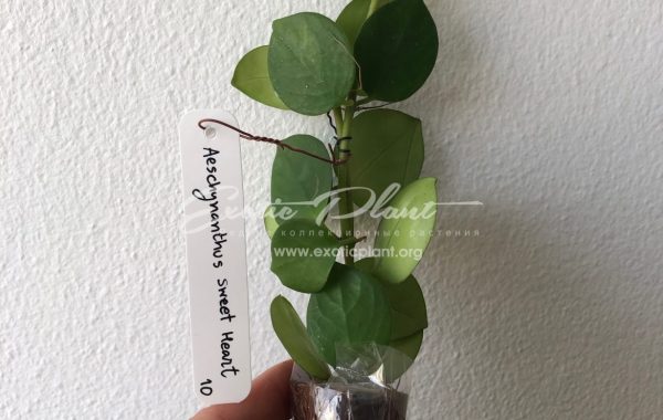 Aeschynanthus Sweet Heart 16