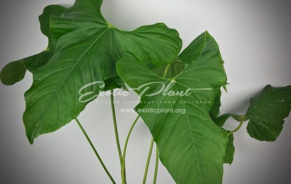 Anthurium brownii 30