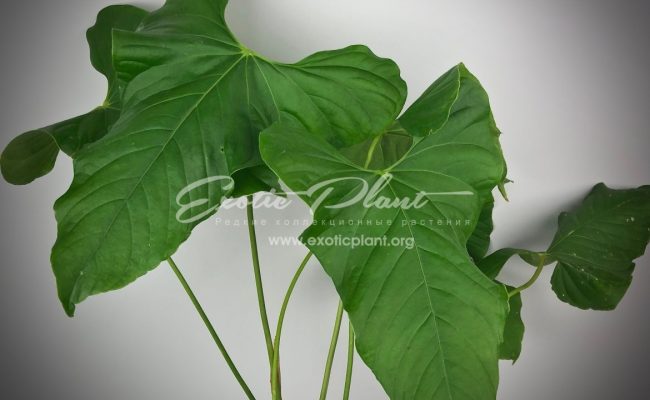 Anthurium brownii 30