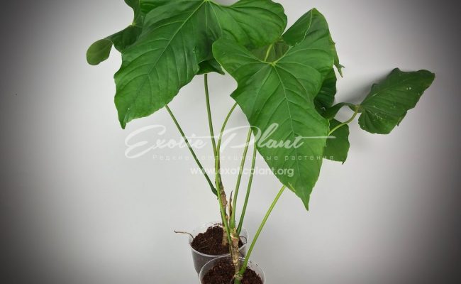 Anthurium brownii 30