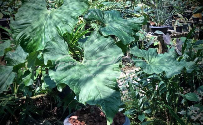 Anthurium brownii 30