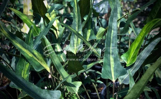Anthurium denudatum variegated 600