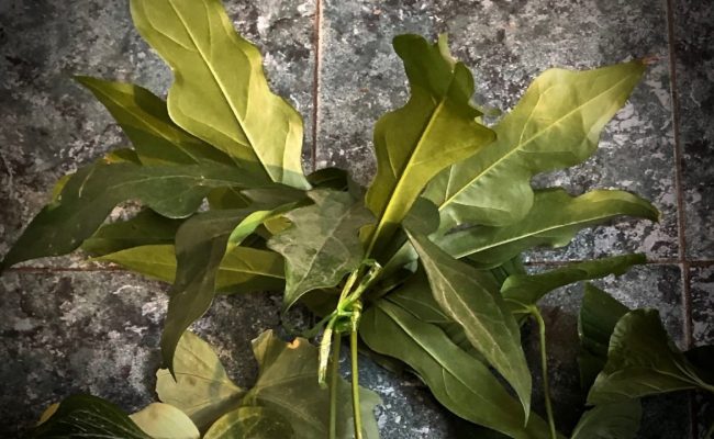 Anthurium hybrid(T04) 75