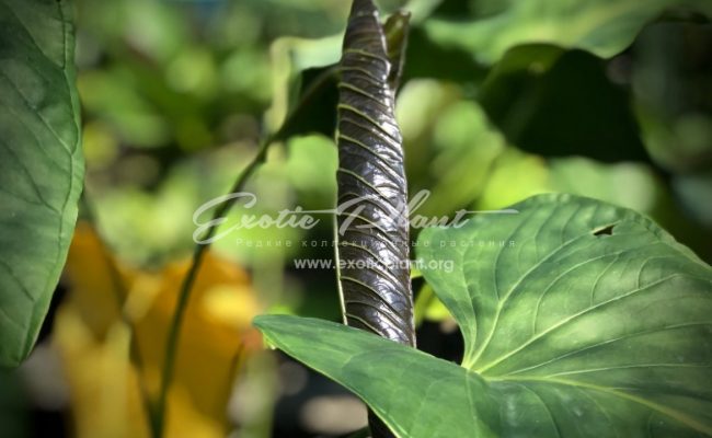 Anthurium sp (K3)