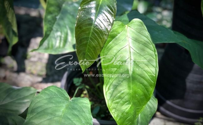 Anthurium sp (K3)
