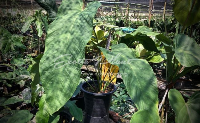 Anthurium sp (K3)