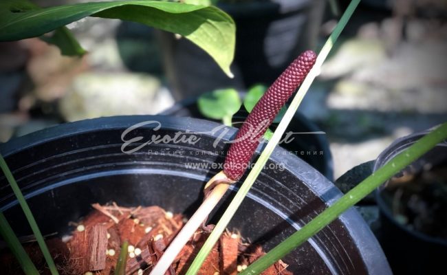 Anthurium sp (K4)