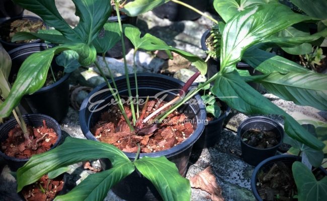 Anthurium sp (K4)