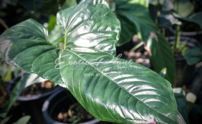 Anthurium sp (K5)