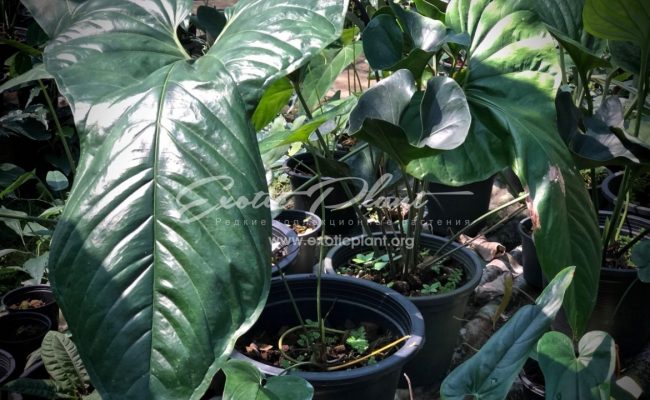 Anthurium sp (K5)