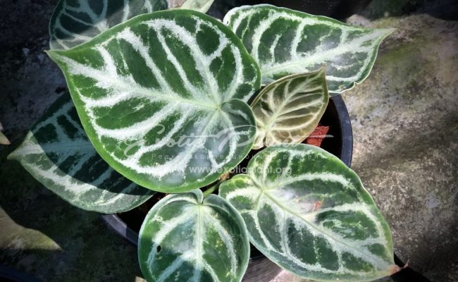 Anthurium sp (K6)