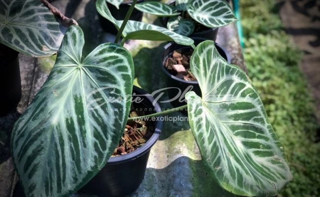 Anthurium sp (K6)