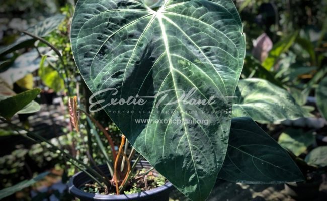 Anthurium sp (K7)