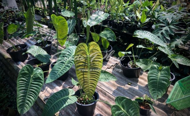 Anthurium ‘King Anthurium’ syn Anthurium vetchii 100-150