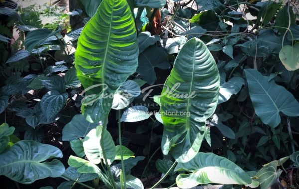 Anthurium ‘King Anthurium’ syn Anthurium vetchii 100-150