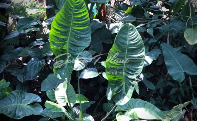 Anthurium ‘King Anthurium’ syn Anthurium vetchii 100-150