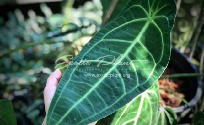 Anthurium ‘Queen Anthurium’ syn Anthurium warocqueanum 100