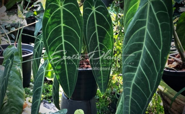 Anthurium ‘Queen Anthurium’ syn Anthurium warocqueanum 100