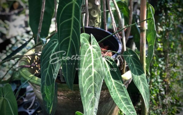 Anthurium ‘Queen Anthurium’ syn Anthurium warocqueanum 100