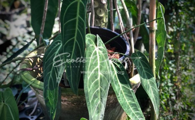 Anthurium ‘Queen Anthurium’ syn Anthurium warocqueanum 100