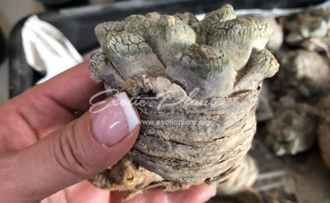 Ariocarpus fissuratus 160-280