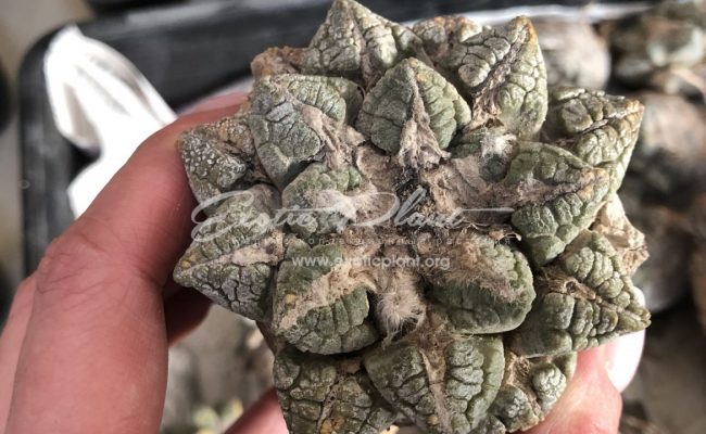 Ariocarpus fissuratus 160-280