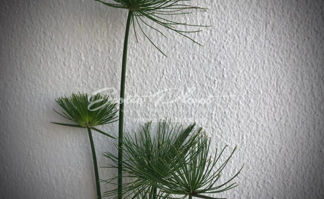 Cyperus papyrus Little Tut 20