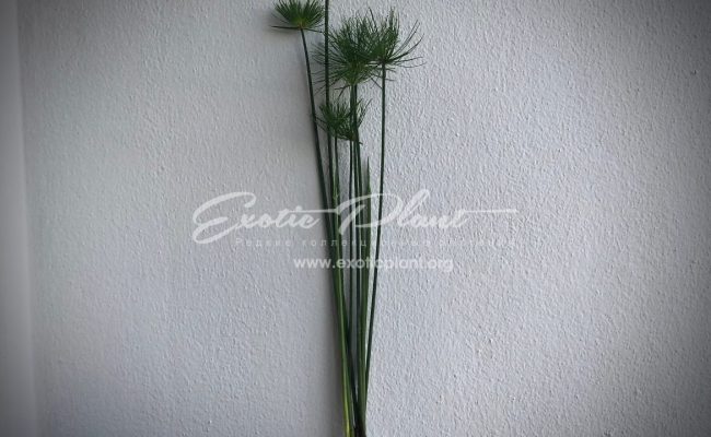 Cyperus papyrus Little Tut 20