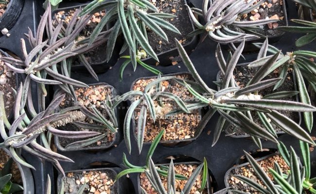 Euphorbia cylindrifolia v. tuberifolia