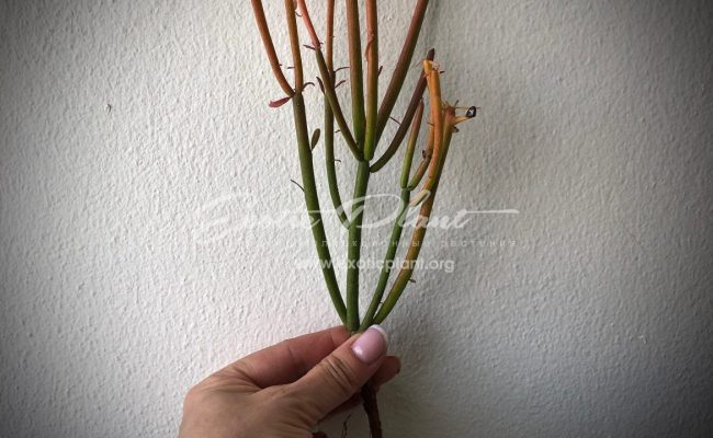 Euphorbia tirucalli cv ‘Firesticks’ 12