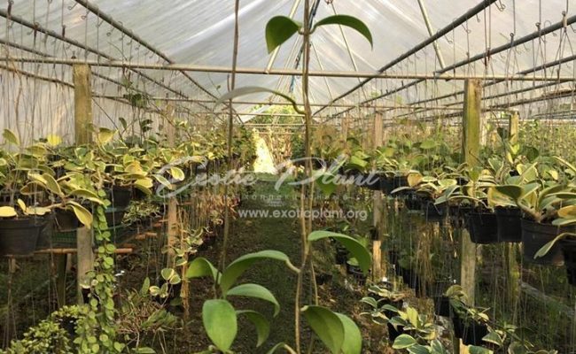 Hoya elmeri syn hoya mindorensis red 20